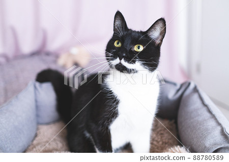 Young black cat with white whiskers and intelligent yellow eyes is sitting in cat bed. Unusual rare color of pet. Portrait of playful black and white kitten at home. World Cat Day. Young black cat with white whiskers and intelligent yellow eyes is sitting in cat bed. Unusual rare color of pet. Portrait of playful black and white kitten at home. World Cat Day. 88780589