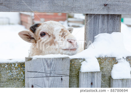 A domestic white sheep with brown spots peeps out from behind a wooden fence in winter, looks at camera. Close-up portrait of a pet sheep. Livestock, farm life. Contact zoo. A domestic white sheep with brown spots peeps out from behind a wooden fence in winter, looks at camera. Close-up portrait of a pet sheep. Livestock, farm life. Contact zoo. 88780694