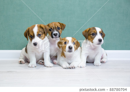 Four Jack Russell Terrier puppies sit side by side on a light floor against a green wall and look into the camera. A group of cute puppies. Day dog, day pets. Breeding dogs, breed. 88780704