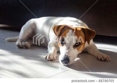 Beautiful dog Jack Russell Terrier lies on floor on his stomach, stretches his legs forward, looks at the camera, bask in sun. Purebred animal. Brown eyes, black nose. Day Dog. Pet day. Beautiful dog Jack Russell Terrier lies on floor on his stomach, stretches his legs forward, looks at the camera, bask in sun. Purebred animal. Brown eyes, black nose. Day Dog. Pet day. 88780705