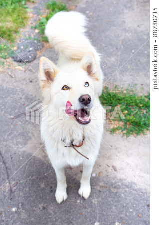 Full-length portrait of a white dog with heterochromia close-up. Eyes of different colors. The dog licks its lips, wags its tail. Unusual, special. Looks into the camera. Day of dogs. Full-length portrait of a white dog with heterochromia close-up. Eyes of different colors. The dog licks its lips, wags its tail. Unusual, special. Looks into the camera. Day of dogs. 88780715