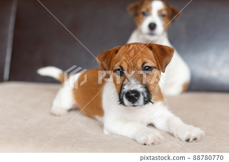 Two cute Jack Russell Terrier puppies. One puppy is lying on the sofa, stretching its legs forward, looking at camera, the other is sitting in the background. Love for pets, dog day. 88780770