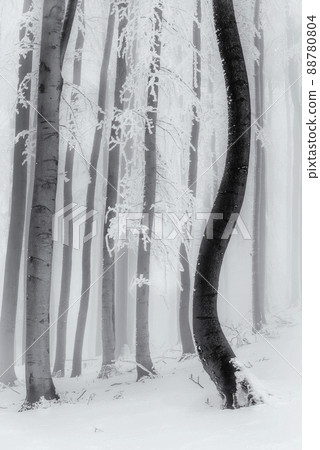 Beech trees trunks Beech trees trunks 88780804