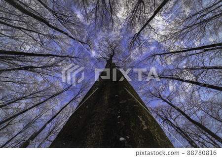 View of the winter crowns trees 88780816