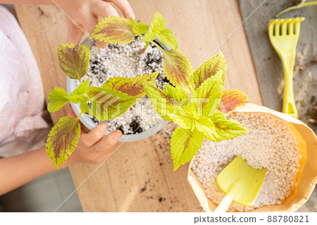 Process of planting coleus houseplant by child in soil mixed with perlite. Houseplant care concept. Hobby, gardening. Mental health. Garden on windowsill. 88780821