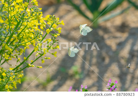 Monster fly flying Monster fly flying 88780923