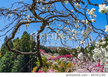 Weeping Peach in Kaminaka, Peach Blossom in the Mountains <Toyota City, Aichi Prefecture> Weeping Peach in Kaminaka, Peach Blossom in the Mountains <Toyota City, Aichi Prefecture> 88781240