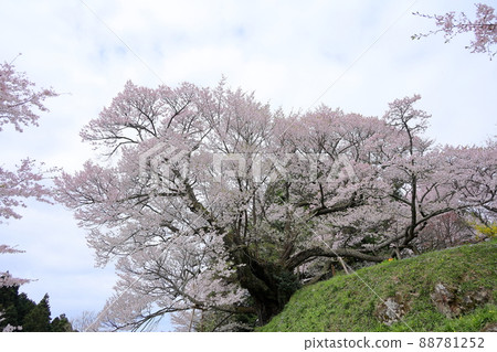 佛陀Ryuji千年櫻花 88781252