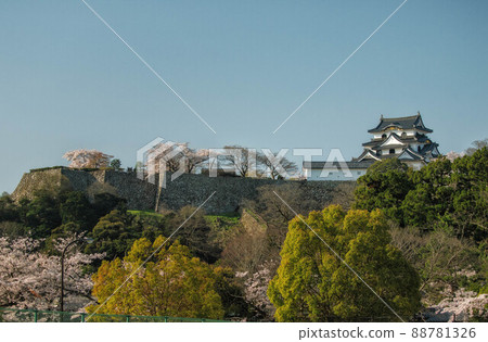 它是滋賀縣彥根市的國寶彥根城和春天的風景。 88781326