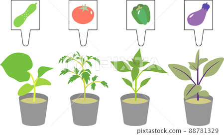 Summer vegetable seedling 88781329