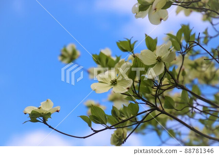 Dogwood and blue sky 88781346