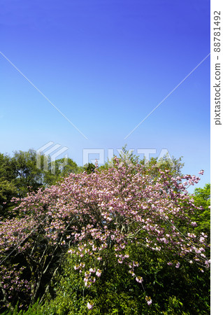 Yae Sakura blooming at the site of Awahara Abandoned Temple in Sakurai City, Nara 88781492