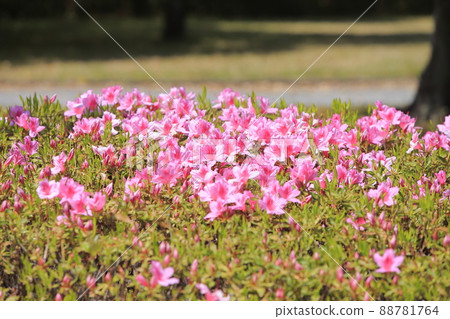 Omuta City Suwa Park Azalea, Omuta City Suwa Park Azalea, 88781764