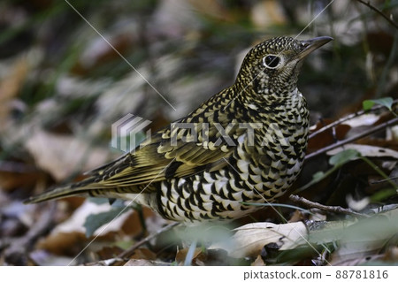 Familiar little bird seen in winter in parks and green areas Scaly thrush with bright yellow Familiar little bird seen in winter in parks and green areas Scaly thrush with bright yellow 88781816