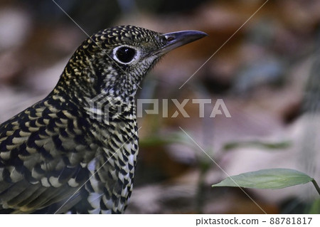 Familiar little bird seen in winter in parks and green areas Scaly thrush with bright yellow Familiar little bird seen in winter in parks and green areas Scaly thrush with bright yellow 88781817