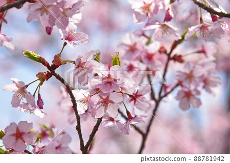 Glittering cherry blossoms 88781942