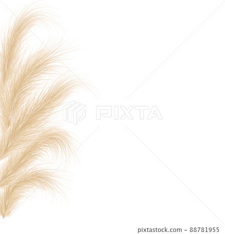 Dried natural pampas grass. Floral ornamental elements in boho style. Vector illustration of cortaderia selloana. New trendy home decoration. Flat lay with copy space, top view 88781955