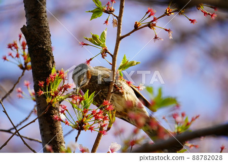Brown-eared bulbul sucking cherry honey 88782028