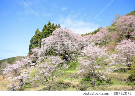 佛陀Ryuji千年櫻花 88782072