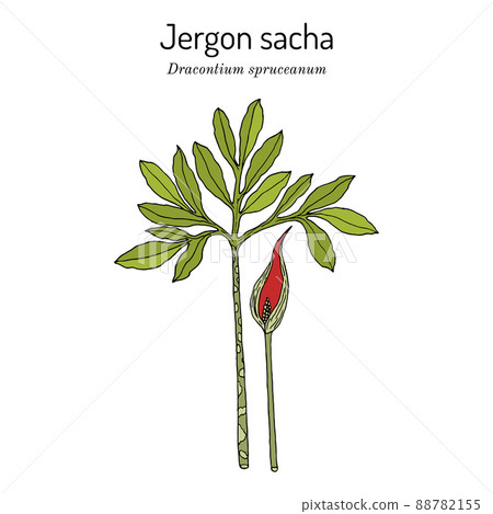 Jergon sacha Dracontium spruceanum , medicinal plant Jergon sacha Dracontium spruceanum , medicinal plant 88782155