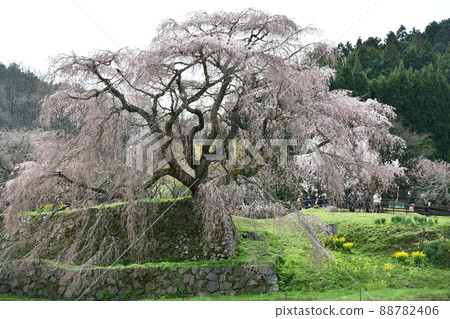 Matabei Sakura 88782406