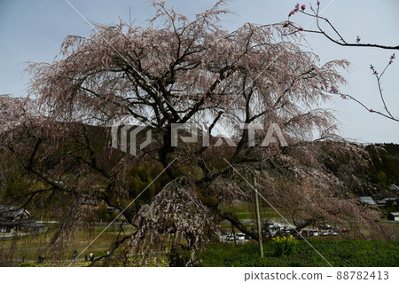 Matabei Sakura Matabei Sakura 88782413