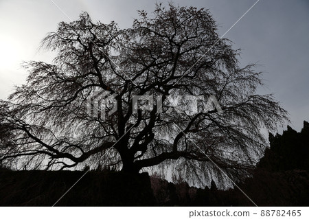 Matabei Sakura Matabei Sakura 88782465