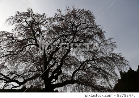 Matabei Sakura 88782473