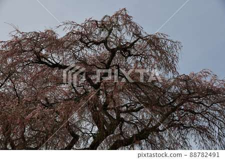 Matabei Sakura 88782491