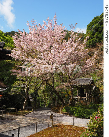 Kyoto Ohara Jakkoin Migiwa Sakura Kyoto Ohara Jakkoin Migiwa Sakura 88782548