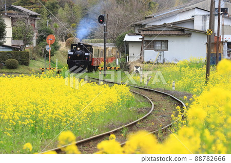 油菜花盛開的里山小車在鐵道上行駛 88782666