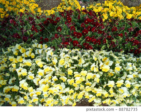 花花壇春天 88782735