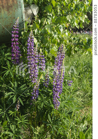 Flower of the lupine on background of the green herb 88783053