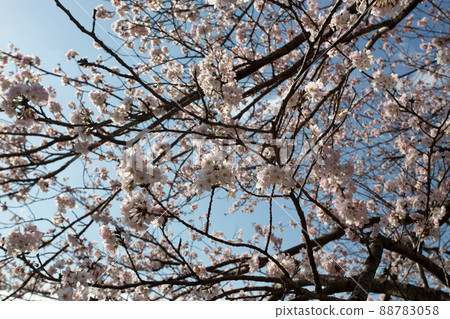 Cherry blossoms in full bloom that stretch the branches in the morning sun Cherry blossoms in full bloom that stretch the branches in the morning sun 88783058