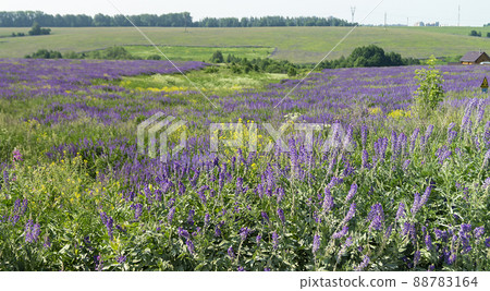 Year landscape with lupine in field Year landscape with lupine in field 88783164