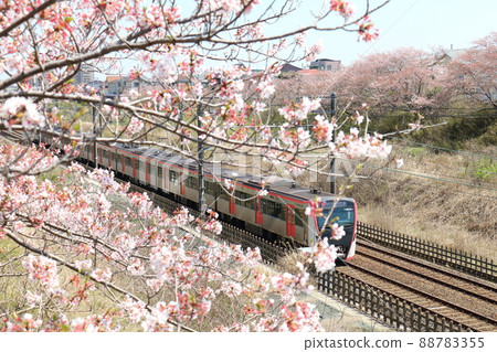 千葉縣白井市附近 都營淺草線新模型5500系列列車穿過北總線和櫻花盛開 千葉縣白井市附近 都營淺草線新模型5500系列列車穿過北總線和櫻花盛開 88783355