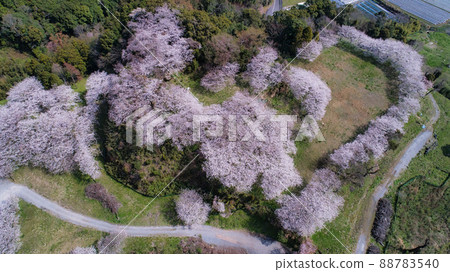 “櫻花”日野江城遺址 隱藏的基督教相關遺產 “櫻花”日野江城遺址 隱藏的基督教相關遺產 88783540
