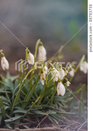 snowdrops on a dark background 88783738