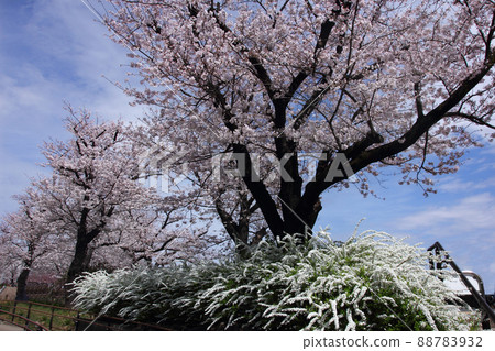 櫻花的粉紅,雪柳的白,春天來了又去。在隅田川沿岸的公園散步 櫻花的粉紅,雪柳的白,春天來了又去。在隅田川沿岸的公園散步 88783932