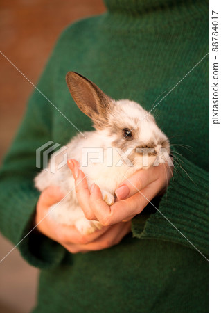 woman holds a small rabbit woman holds a small rabbit 88784017