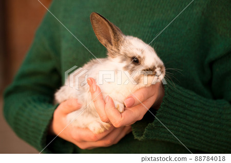 rabbit in her hands rabbit in her hands 88784018