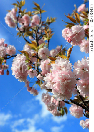 鐮足櫻（木更津市） 88784436