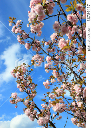 Kamatari Sakura (Kisarazu City) 88784437