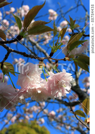 鐮足櫻（木更津市） 88784438