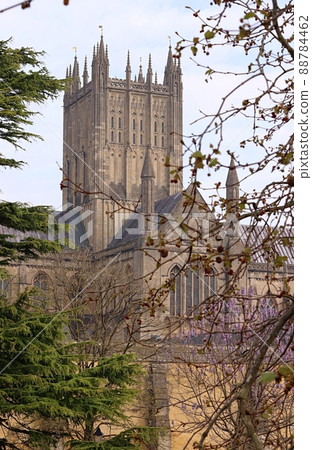Wells cathedral through the trees Wells cathedral through the trees 88784462