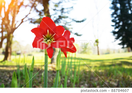 Hippeastrum johnsonii flowers in the garden nature background. Hippeastrum johnsonii flowers in the garden nature background. 88784607