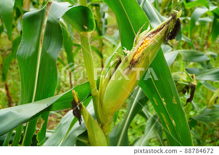 fresh corn organic on agricultural field 88784672