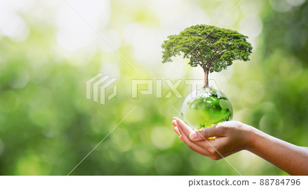 hand holding glass globe with planting trees and blurry green nature ecological concept 88784796