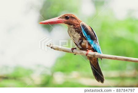 close up common kingfisher in nature 88784797