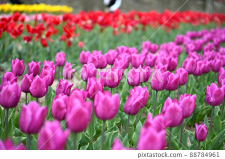 Tulip field Tulip field 88784961
